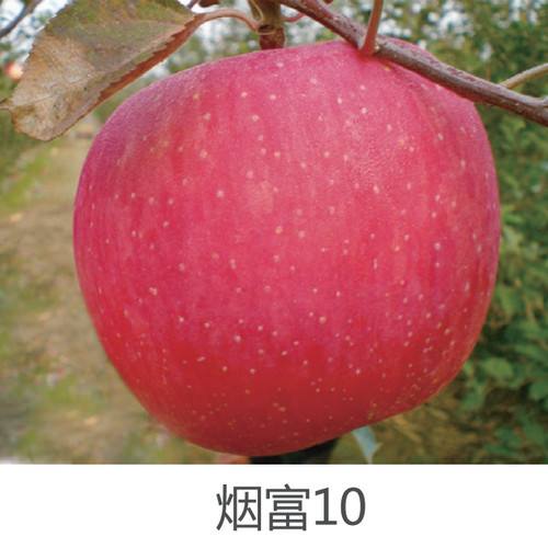 苹果优质品种树苗,苹果优良品种