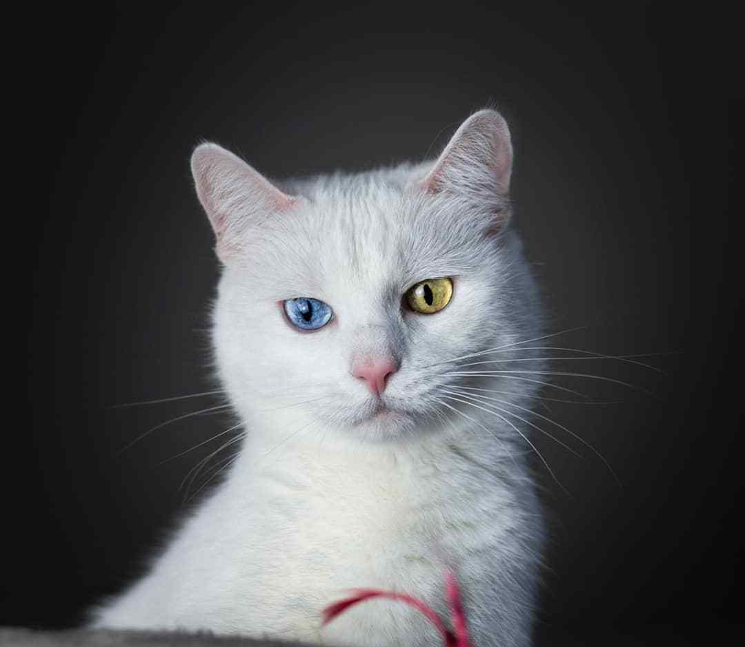 猫咪口臭怎么办4招减少90%烦恼,猫咪口臭原因有哪些