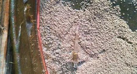 粪链球菌强在哪？一起来看个究竟