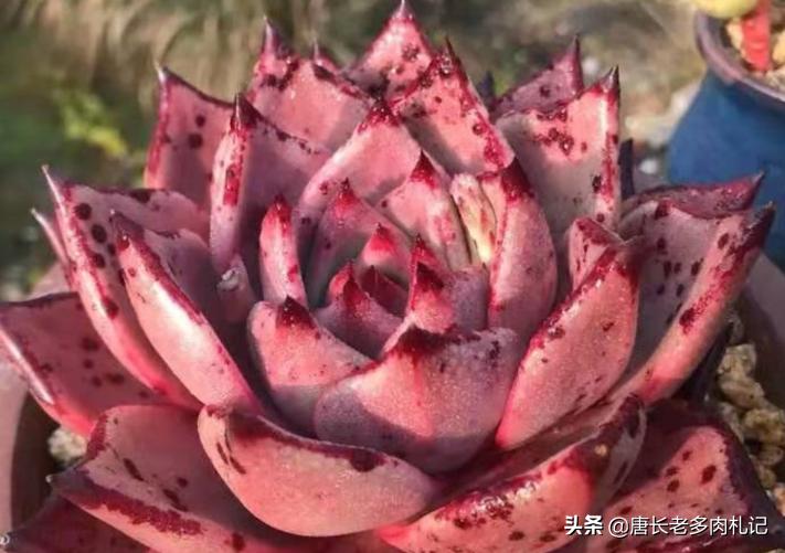 多肉可以淋雨吗冬天,多肉冬天可以淋雨吗