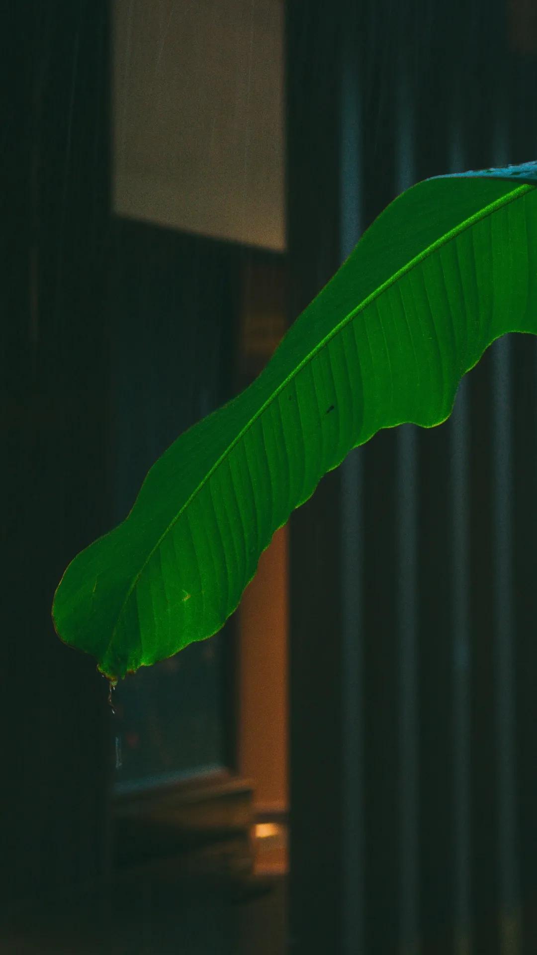 隔窗听夜雨先闻芭蕉声,隔窗知夜雨芭蕉先有声