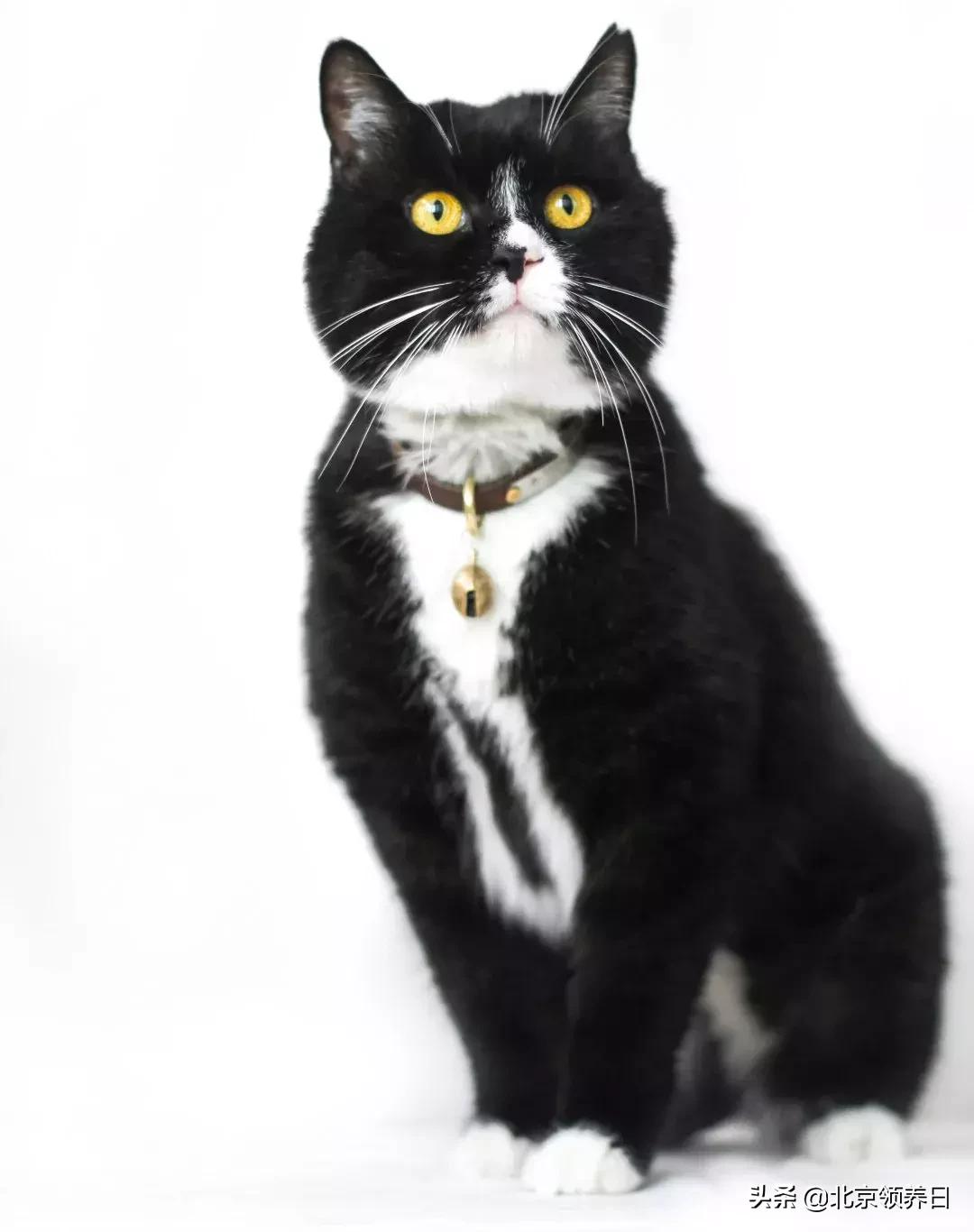 喵星人第二季,喵星人第2季免费观看