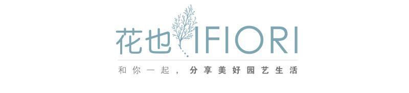 西餐常用的十三种香草介绍大全,西餐中常用的15种香料和香草