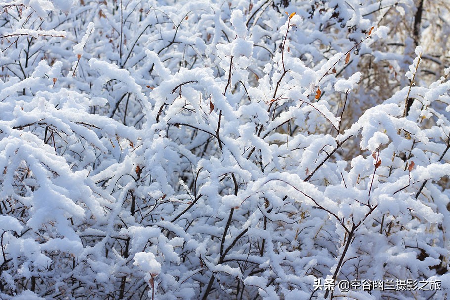 在莫尔道嘎，我遇见了最美的秋雪
