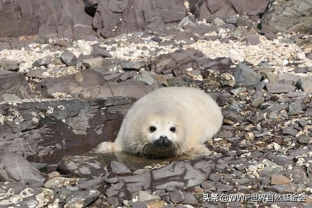 大连海兽馆,大连海兽