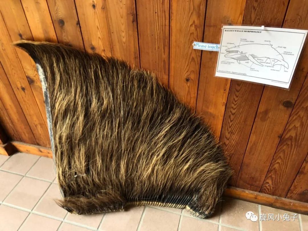 加州沿海1号公路,加州沿海一号公路一日游推荐