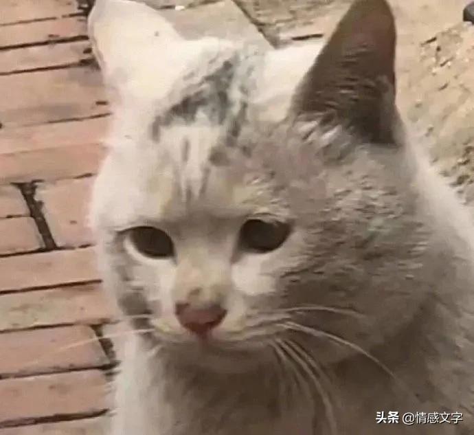 直播带货的十大骗术,直播带货拿佣金骗局