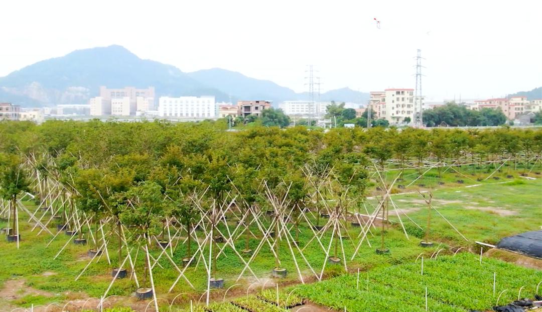 鑻椾粨浼氬憳,鑻椾粨浼氬憳鏈嶅姟
