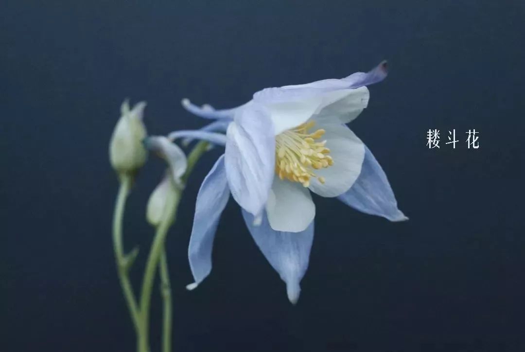 花店里同款的两种不同价格的花材,花店最容易被顾客误解的几种花材