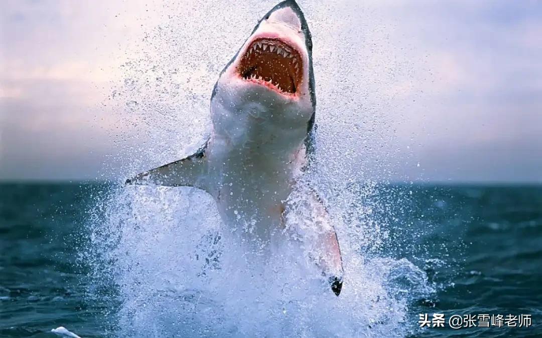 被蜜蜂蛰了有多恐怖,被蜜蜂蜇到其他地方疼