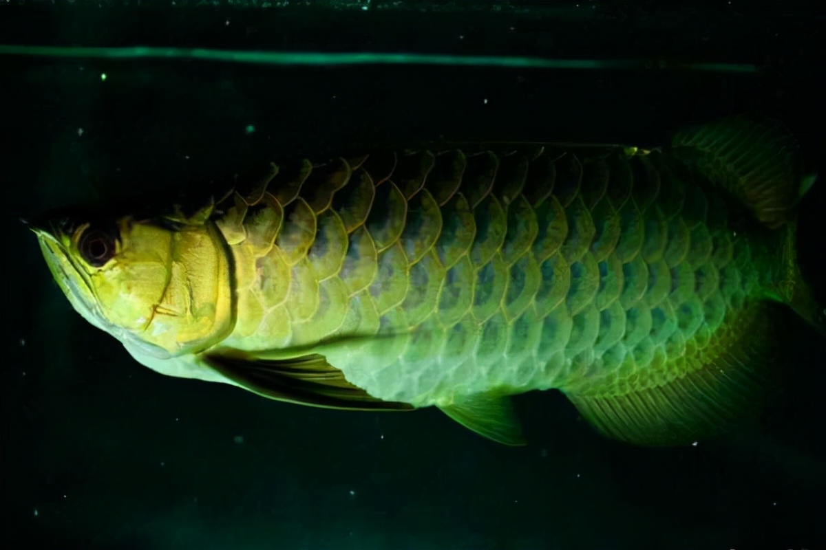 龙鱼吃食老是咀嚼不吞,龙鱼不吃食了是什么原因引起的