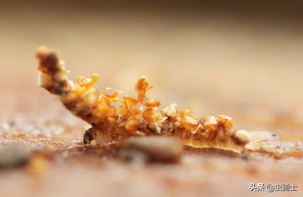 自然科普动物世界,昆虫里的小蚊子哪些会吸人的血