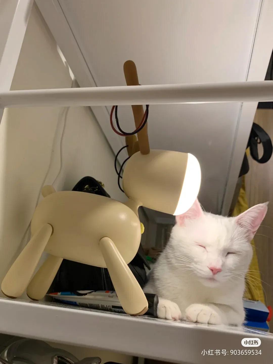 全球罕见足球猫冲上热搜,网友:指定染色!结果......哈哈哈哈