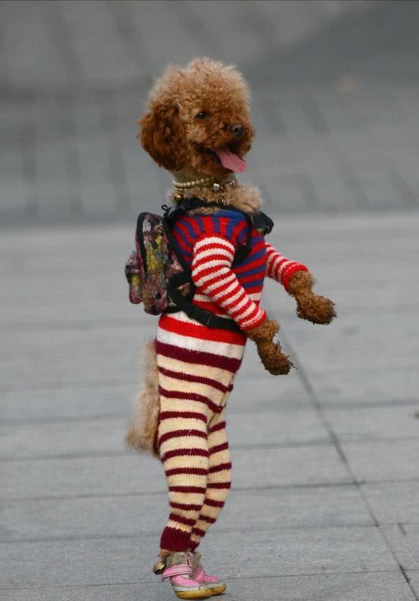 泰迪犬很怕这9件事,泰迪犬最害怕的5件事