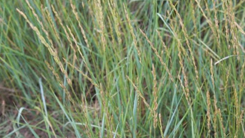 养羊草如何弄,羊养殖种植什么牧草