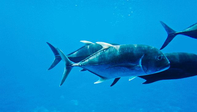 儿童玩的遛娃好去处,有动物的溜娃好去处