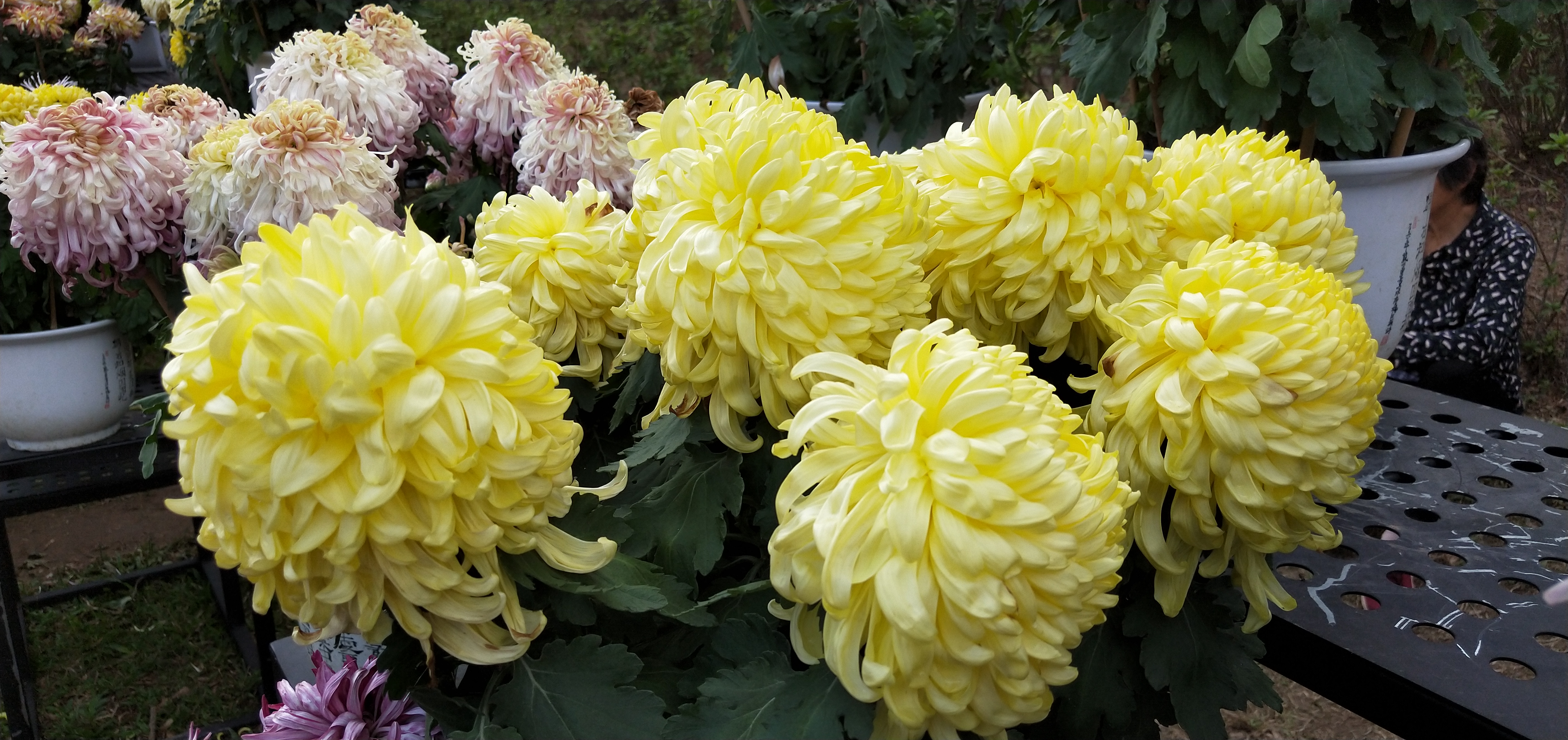 东湖公园菊花花展时间2021,深圳东湖荷节花展