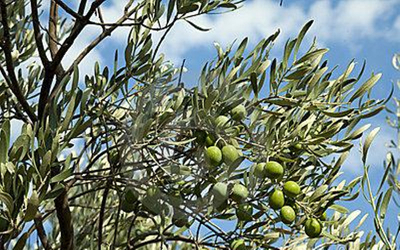 橄榄树的价值,橄榄营养价值功效与作用