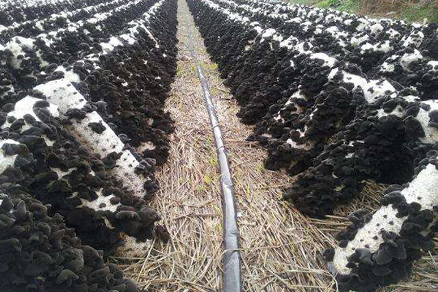 黑木耳培植的重点工作在哪里？3分钟让你掌握黑木耳的种植技术