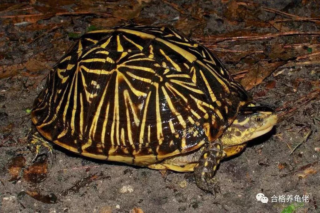 龟最大的天敌是谁,龟是清道夫的天敌吗