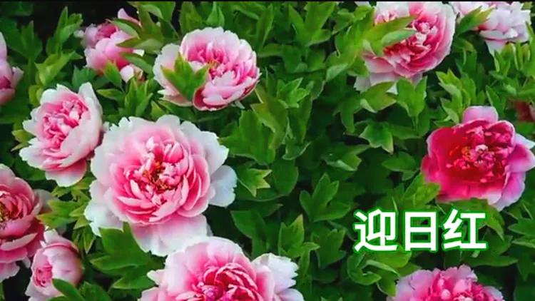 雍容华贵的国之牡丹惊艳了世界,美丽富贵的国花洛阳牡丹