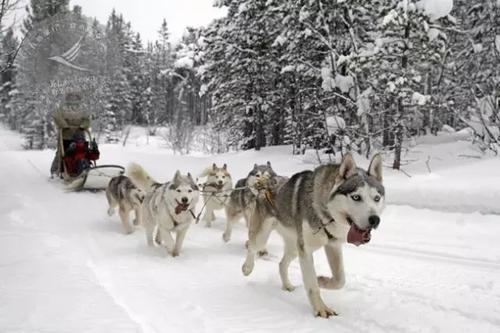 中药也能治狗病？哈士奇预防皮肤病，铲屎官应该懂的4点常识