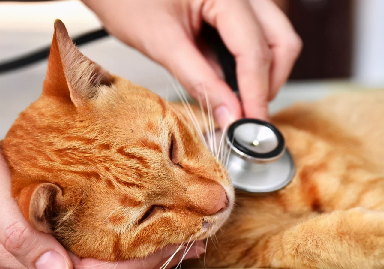 猫咪呕吐的常见原因及处理方法,猫咪常见的呕吐原因和对应方法