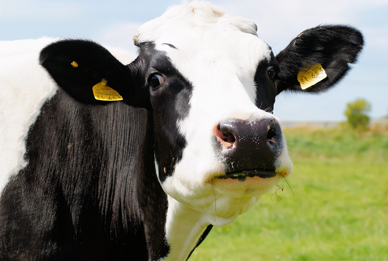 牛身上掏一个洞这对牛有何影响,牛身上为什么要掏个洞