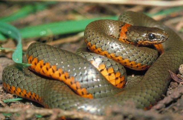 蛇受伤用什么药效果好,蛇受伤了该怎么办