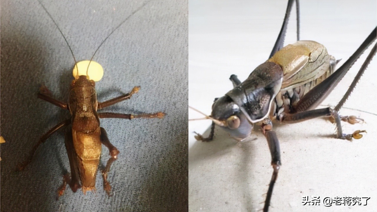 大量新鲜虫草上市,大批冬蝈蝈上市你会挑选吗