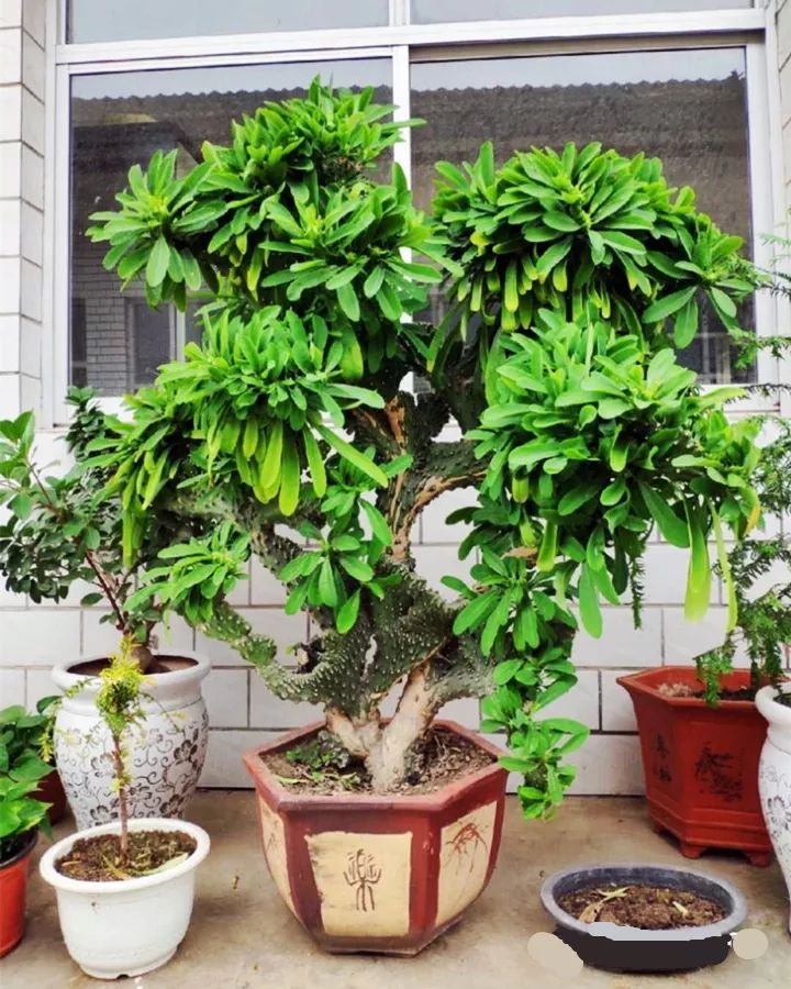 什么花放在家里最好看最实用,放家里风水好又好养的花有哪些