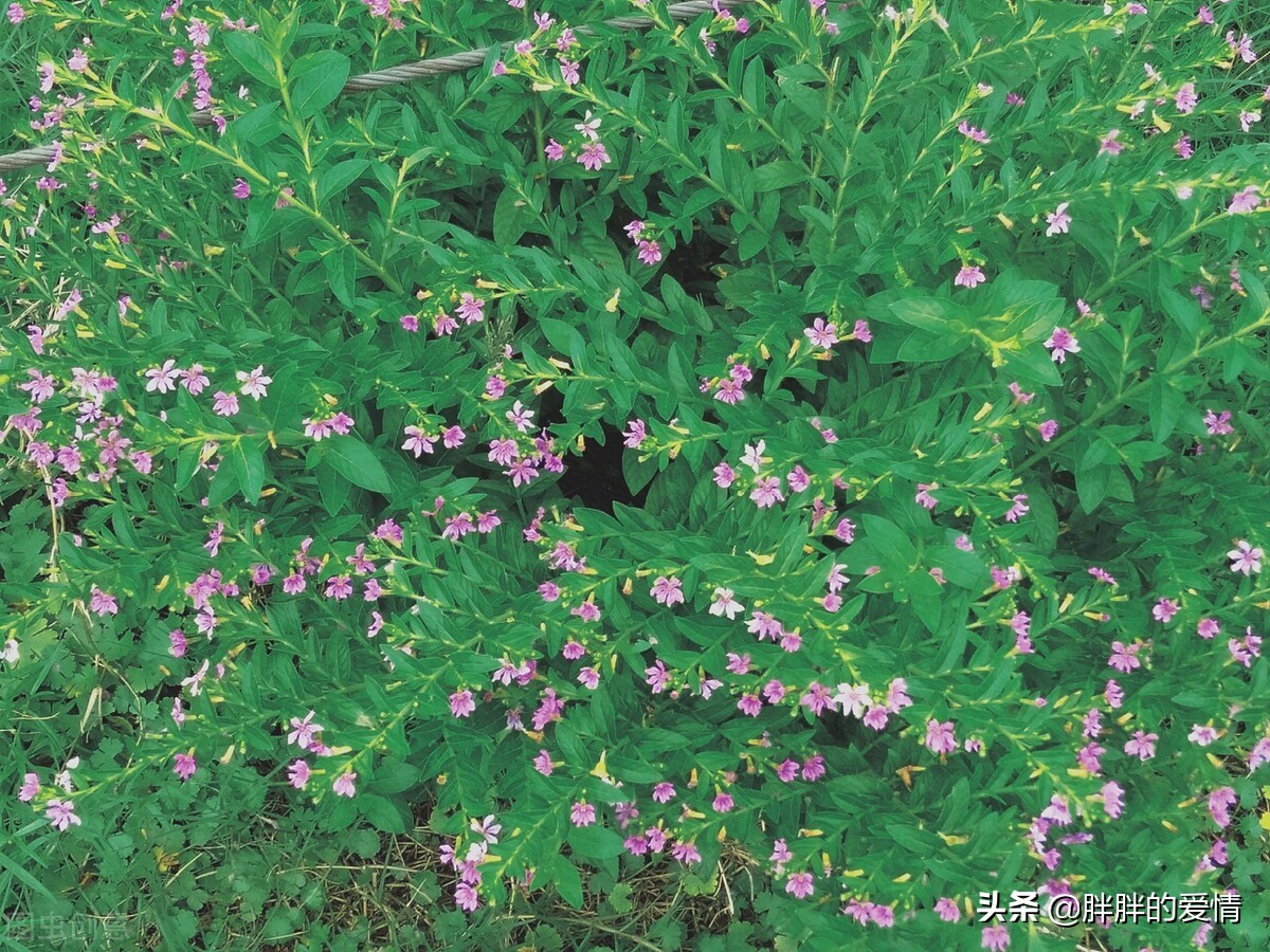 耐得住寂寞才守得住繁华经典句子,来是偶然去是必然且行且珍惜