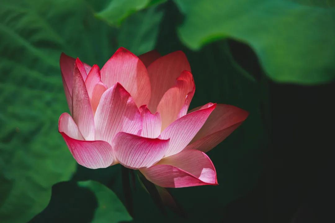 观福建农林大学的荷！赏尽一池清趣