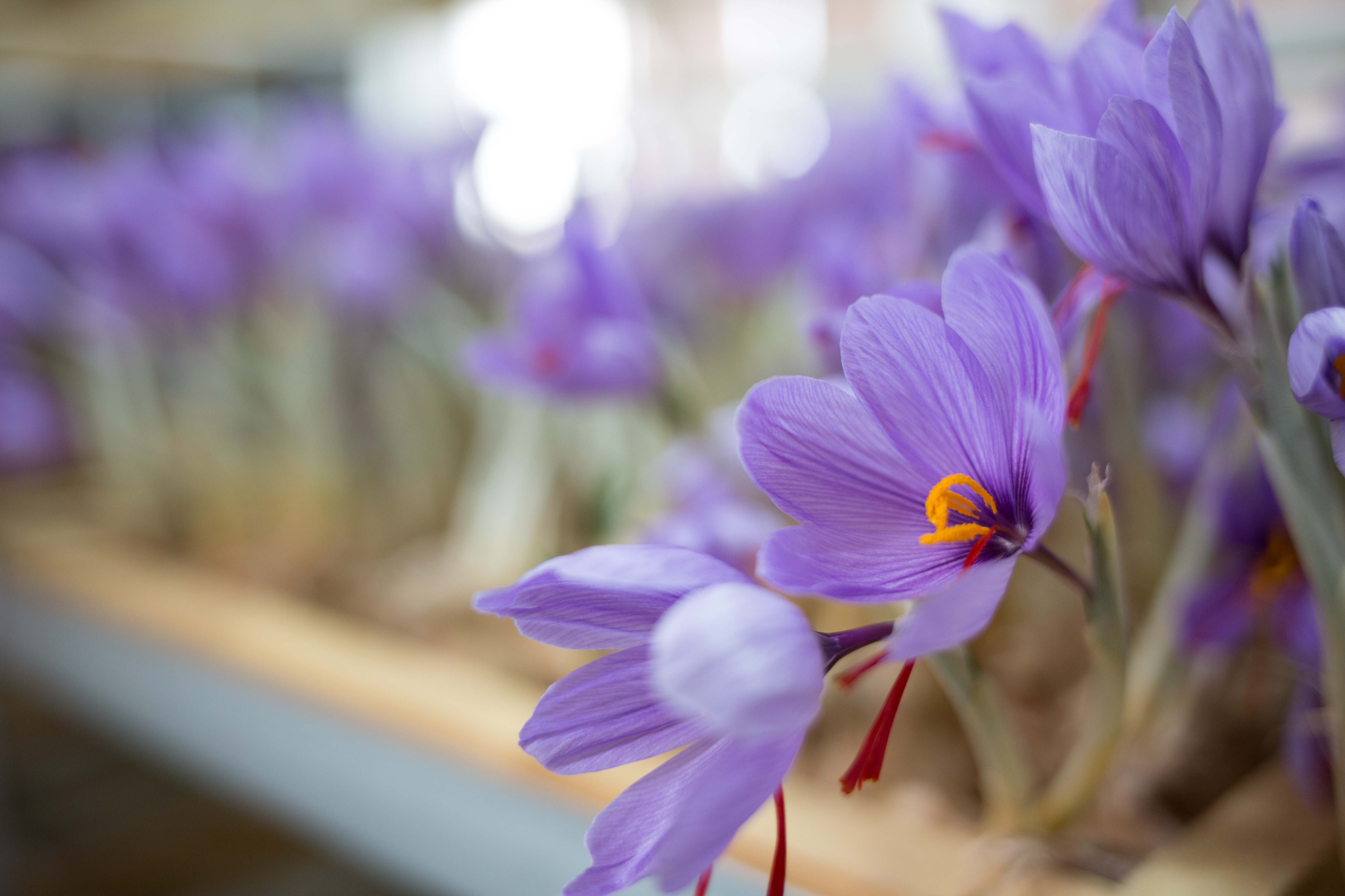 藏红花花朵的功效与作用,藏红花的花朵功效与作用及禁忌