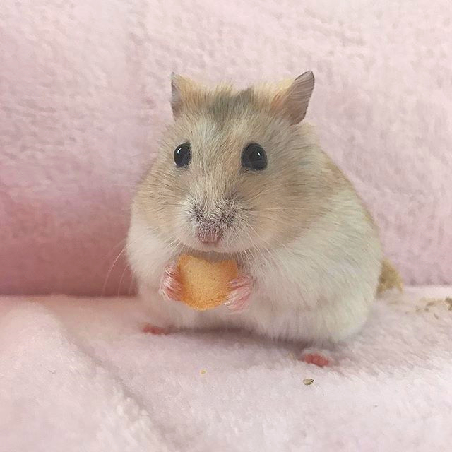 仓鼠太懒不爱运动,仓鼠幼鼠很懒怎么办