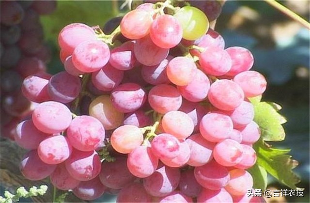 红提温室葡萄栽培技术视频,平架红提葡萄栽培技术