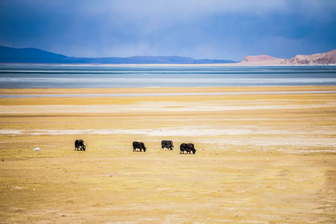 炸裂！全球唯一合法资质进入羌塘，一起去实现人生终极越野梦