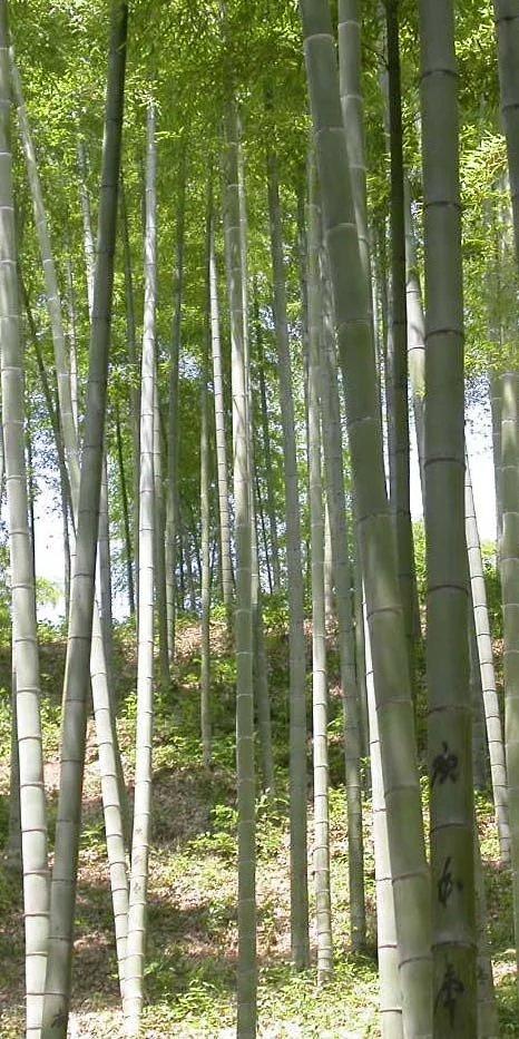 国画竹子怎么画简单又好看,竹子怎么画又简单又漂亮