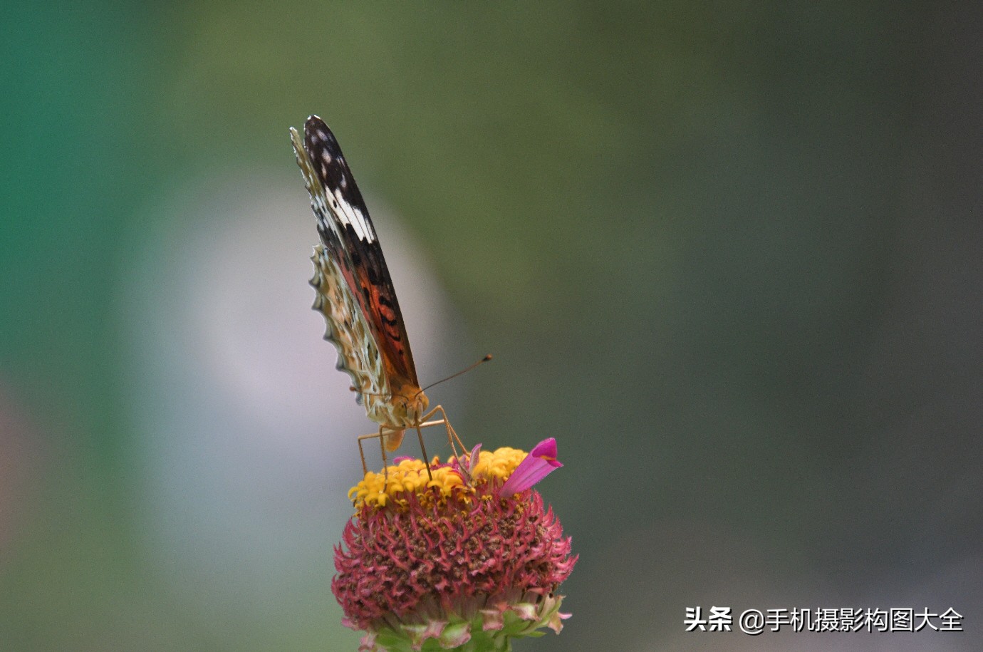 拍蝴蝶最大收获,拍蝴蝶技巧
