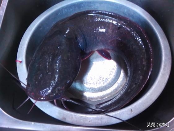 忙里偷闲抽点时间出来钓鱼,忙里偷闲去钓鱼的视频