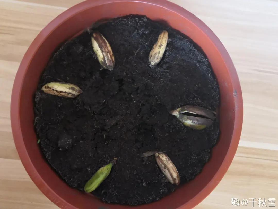 芒果核种芒果的过程,菠萝芒果核种植视频