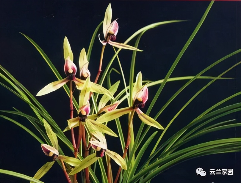 这5款红色的多肉好看好养到爆,五种最香的兰花品种