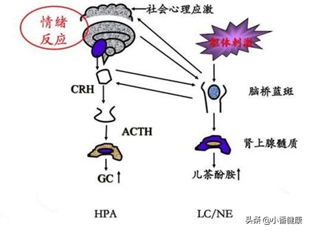 乙肝大三阳12点睡觉算熬夜吗,乙肝大三阳熬夜引起轻度纤维化