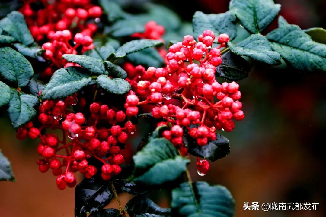 阐述武都区花椒种植产业,武都花椒产业标准化