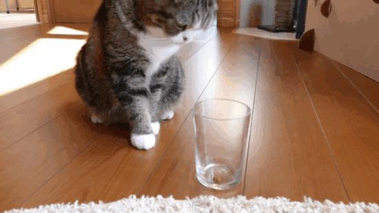 猫咪绝育后还能配猫吗,猫咪绝育冷知识