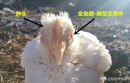 鸡脖子肿大有气囊炎症状,鸡气囊炎是由什么引起的