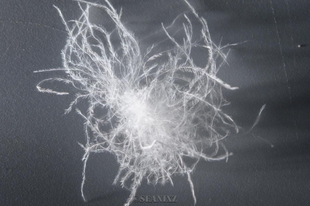 鹅绒羽绒被十大排名,高品质白鹅绒羽绒被推荐