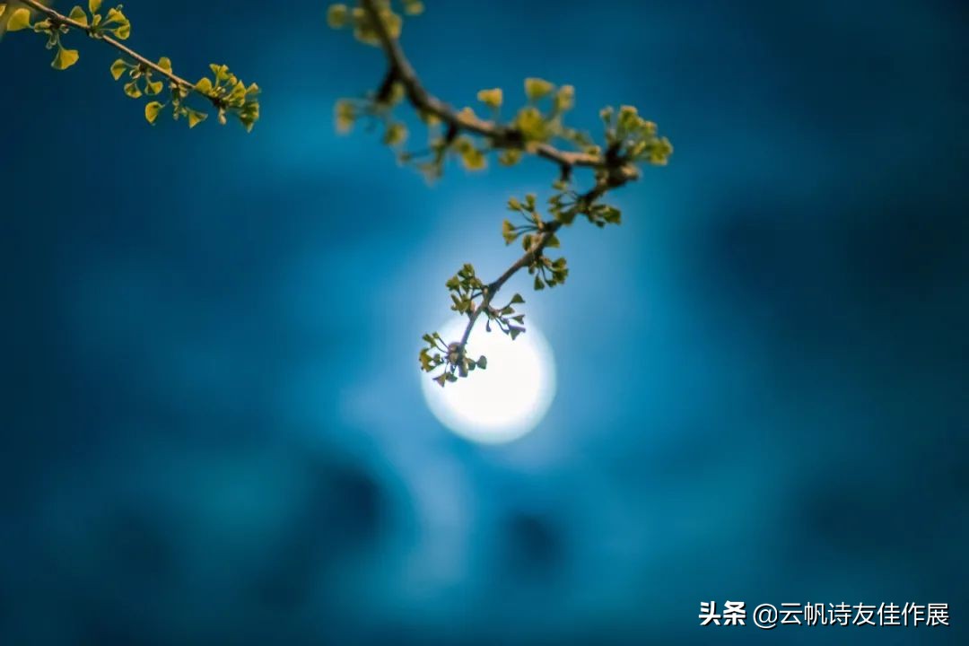 杨逸明七律诗,杨逸明获奖诗词作品