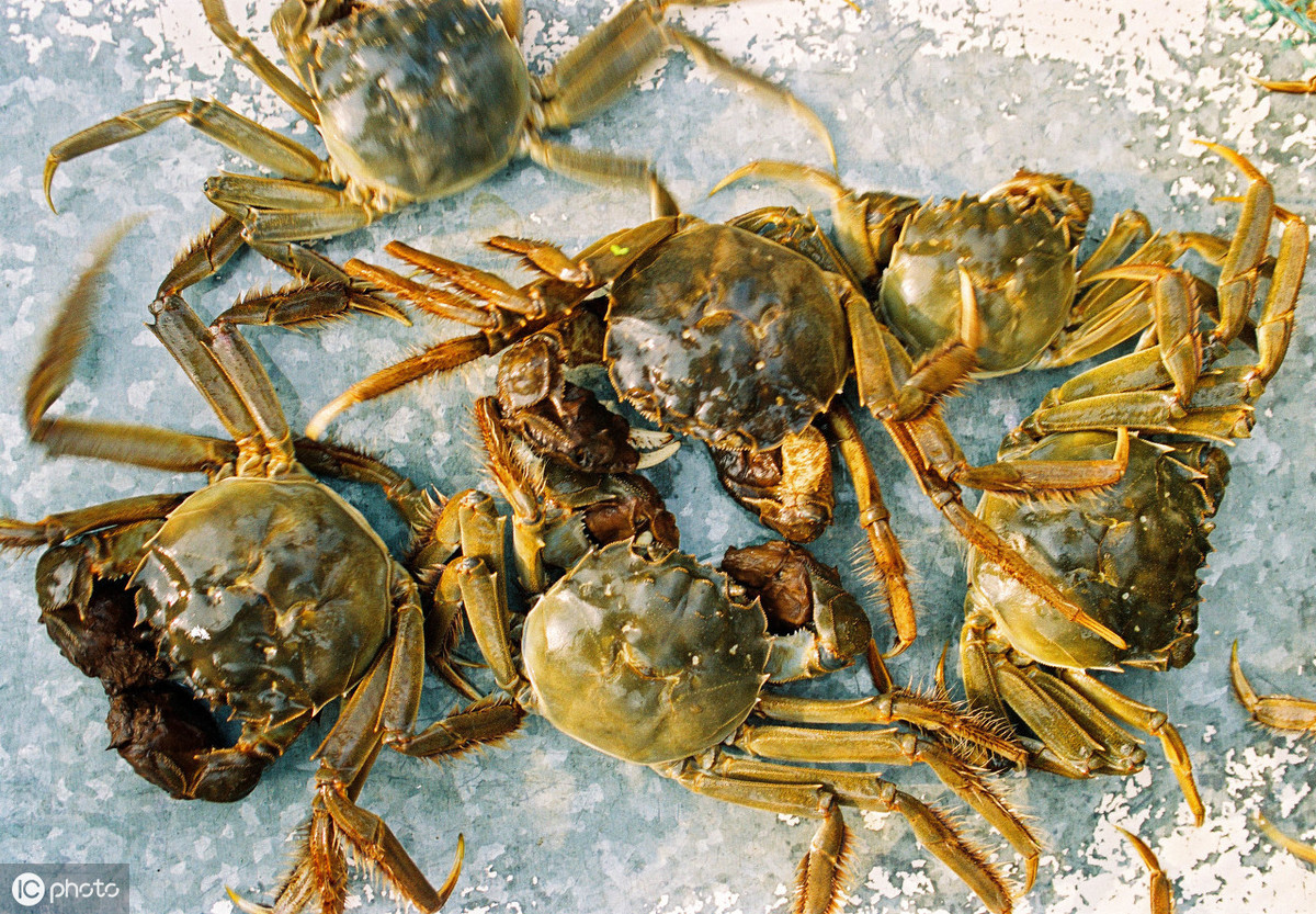 河蟹黑鳃用什么药,河蟹黑鳃病的原因及治疗方法