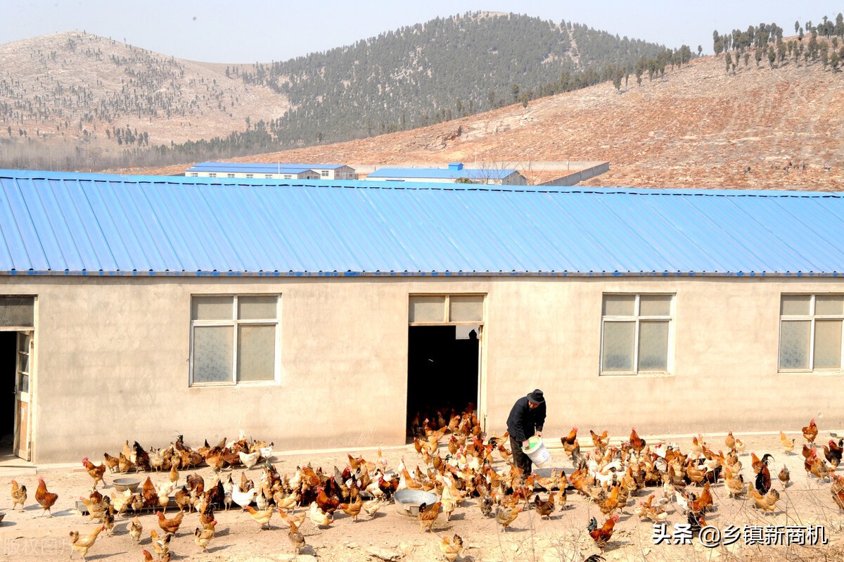 适合农村发展的致富项目大全,适合农村的致富小项目有哪些